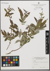 Foto von Salix L.